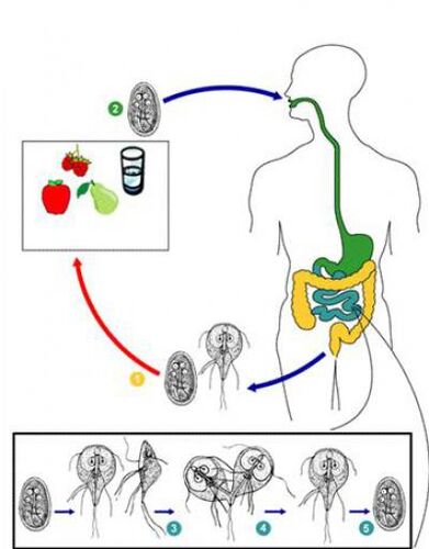 How to become infected